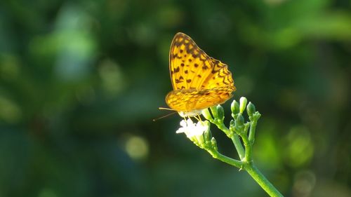 Close-up of butterfly pollinating on yellow flower