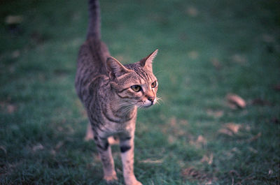 Close-up of cat