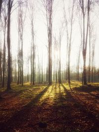 Trees in forest against sky