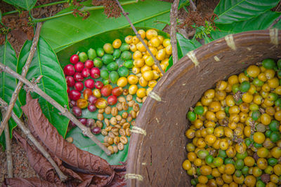 High angle view of fruits on tree