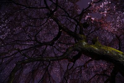 Low angle view of trees