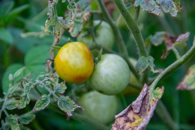 Close-up of tomatoes growing on tree