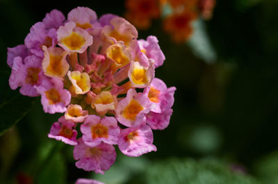 Close-up of pink flowering plant in park