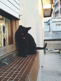 Black dog sitting outside building