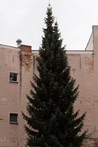 Low angle view of tree by building against sky