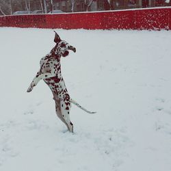 Dog in snow