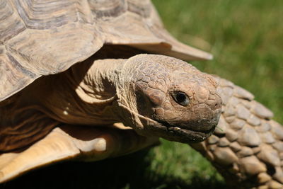 Close-up of a turtle