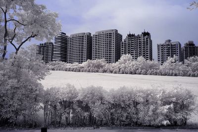 Trees growing on field against buildings in city