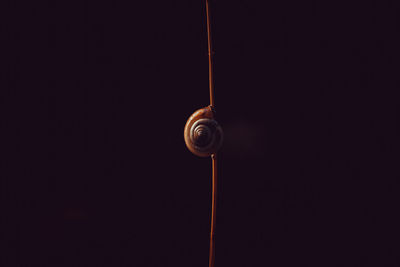 hanging