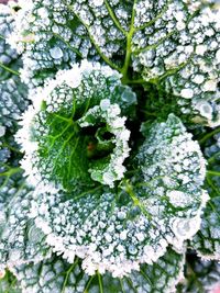 Close-up of snow on white flowering plant