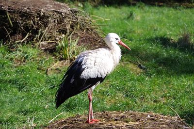 Bird perching on a field