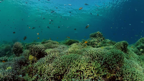 Fish swimming in sea