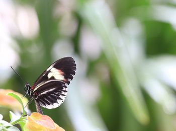 Close-up of butterfly pollinating flower