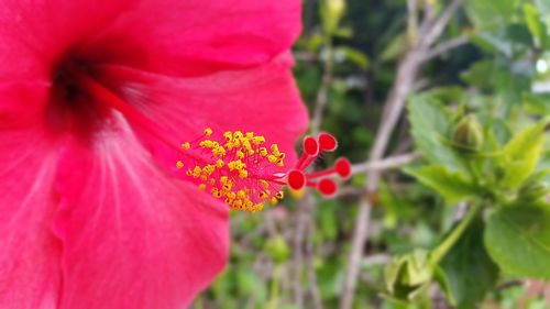 Close-up of pink flower