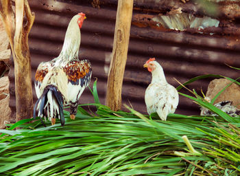 Close-up of birds in nest