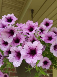 Close-up of pink flowers