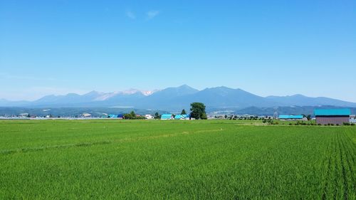 Scenic view of agricultural field against blue sky