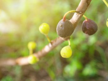 Close-up of fruits growing on tree