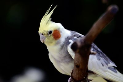 Close-up of bird perching outdoors