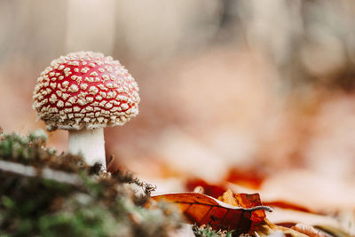 Close-up of mushroom growing on land