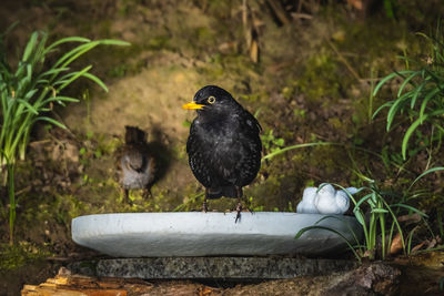 Close-up of a blackbird bathing in the garden