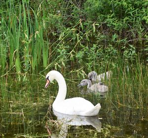 Swan swimming in lake