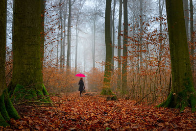 A woman with a red umbrella walks lonely through a forest