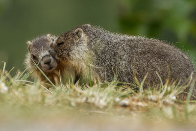 Close-up of an marmots
