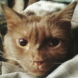 Close-up portrait of cat at home