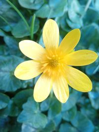 Close-up of yellow flower