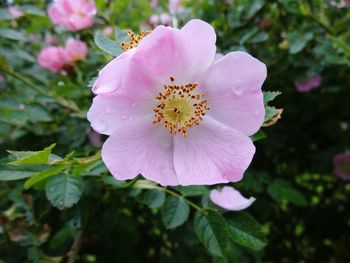 Close-up of wet pink flower blooming at park