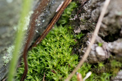 High angle view of plants growing on grass