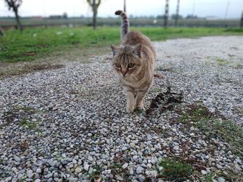 Full length of a cat walking on dirt road