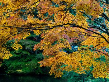 Close-up of maple tree in forest during autumn