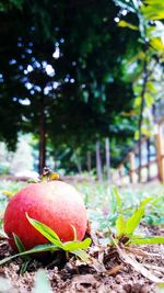 Close-up of apple growing on tree