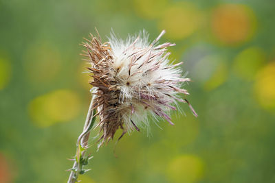 Close-up of wilted thistle