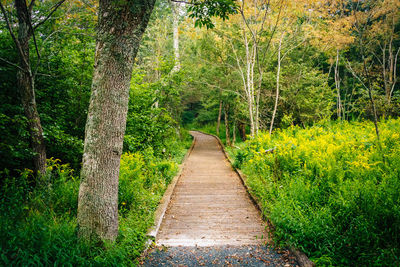 Footpath amidst trees in forest