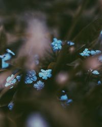 Close-up of purple flowers blooming outdoors