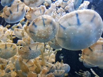 Close-up of jellyfish swimming in sea