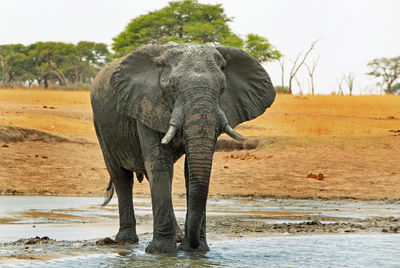 Elephant in water