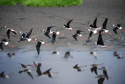 Birds flying over water