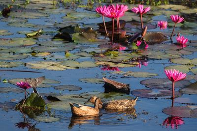 Pink lotus water lily in lake