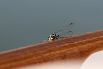 Close-up of insect on wood