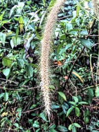 Close-up of plant