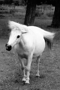 Close-up of horse on field