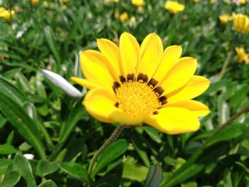 Close-up of yellow flower blooming outdoors