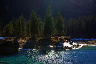 Scenic view of river in forest