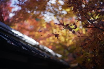 Low angle view of leaves on tree