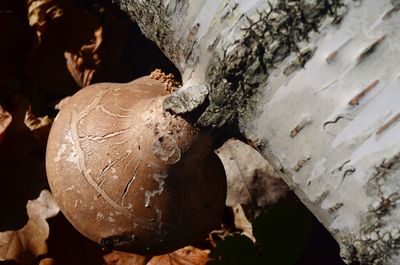 Close-up of dry leaves on tree trunk