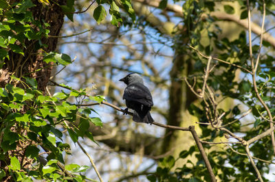 Bird perching on a tree